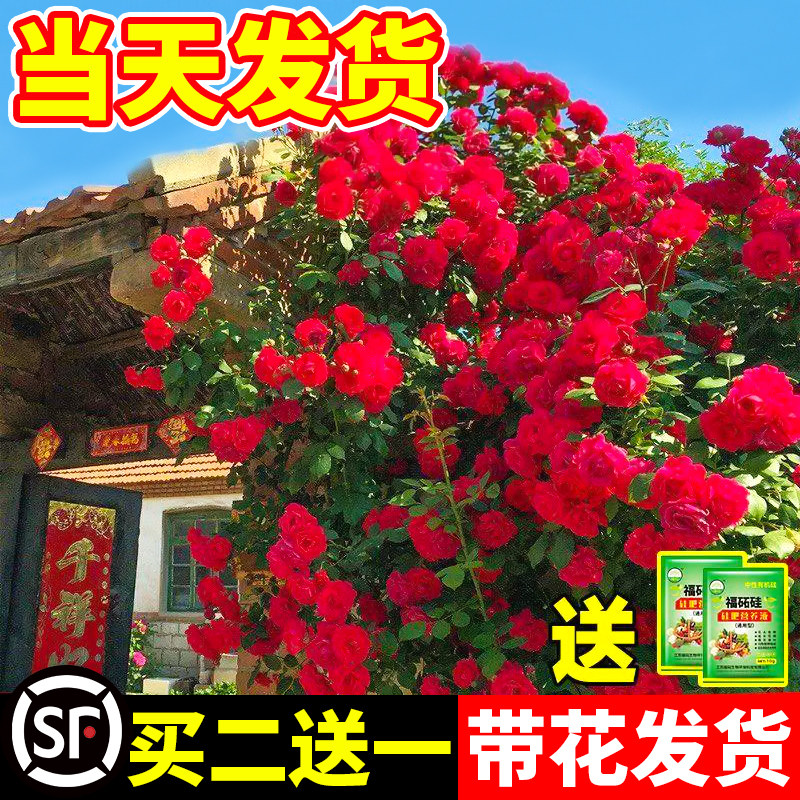 红木香花苗爬藤植物甜蜜黄图片