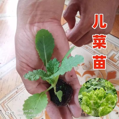 儿菜苗种子儿菜秧儿菜苗秧带土苗儿菜苗子孢子芥菜苗儿娃菜娃娃菜