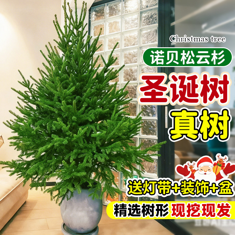 圣诞树真树盆栽3米云杉树南洋杉2025新款耶诞节客厅造景送diy装饰,节庆用品/礼品,圣诞树,淘宝优惠券,粉丝福利购,淘宝优惠卷