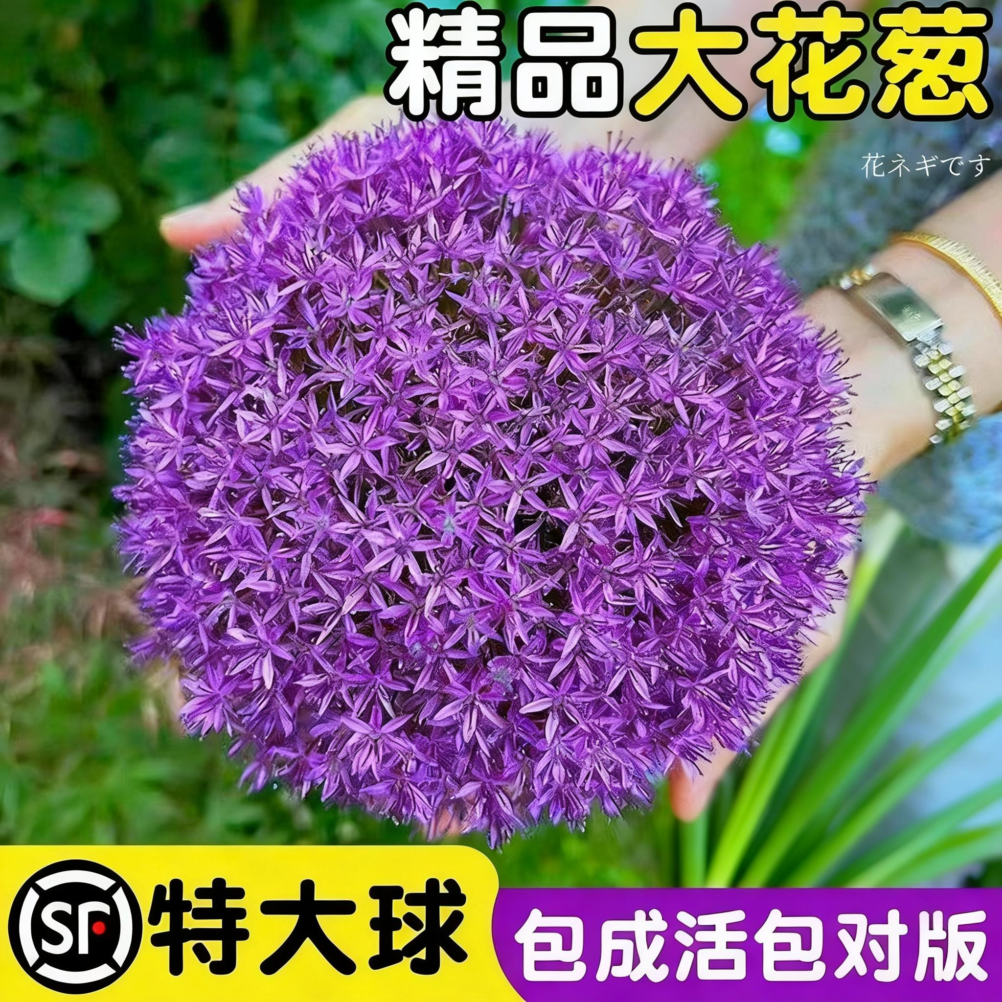 大使大花葱种球荷兰进口耐寒花卉庭院地栽植物大葱花球根四季易活