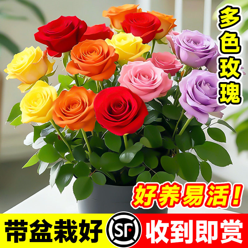 多色嫁接玫瑰花盆栽带花苞室内阳台月季花苗四季耐寒好养带盆栽好