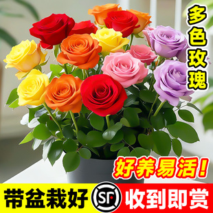 多色嫁接玫瑰花盆栽带花苞室内阳台月季 耐寒好养带盆栽好 花苗四季
