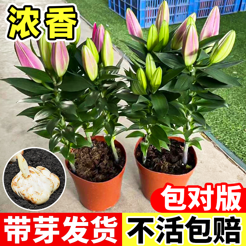 进口重瓣香水百合种球