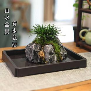 山水盆景吸水石绿植附石菖蒲金钱室内桌面懒人盆栽办公室水培植物