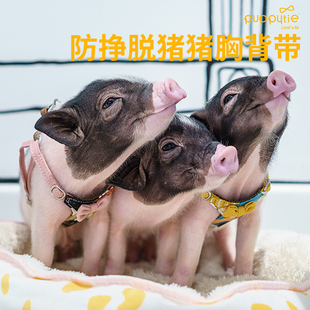 Puppytie小香猪牵引绳遛猪绳专用绳子胸背外出防挣脱宠物用品网红