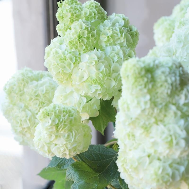 种花王大爷 栎叶绣球和声盆栽重瓣大花阳台庭花园院耐寒好养植物