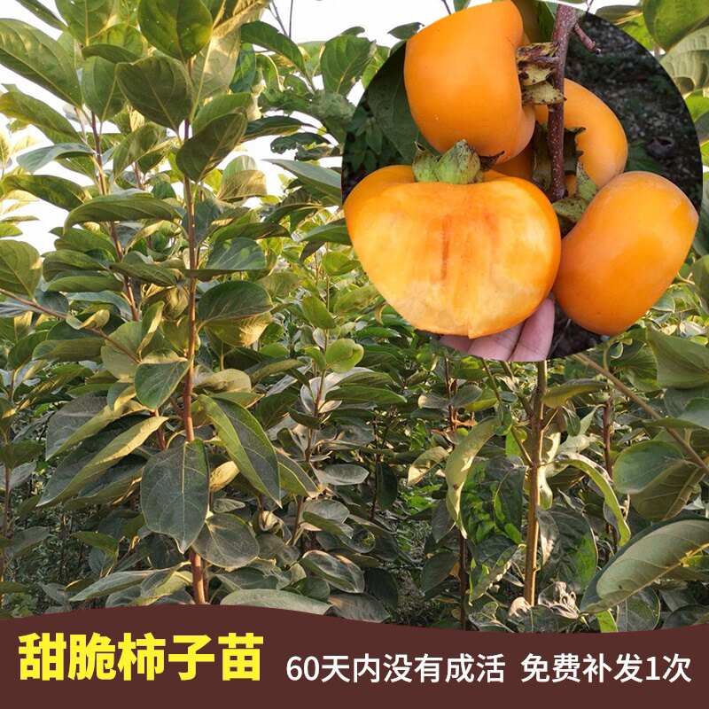 脆柿子树苗价格 脆柿子树苗图片 星期三