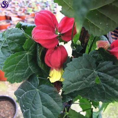 蔓藤植物阳台攀爬素材模板 蔓藤植物阳台攀爬图片下载 小麦优选