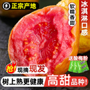 低糖软糯鸡屎果巴乐胭脂红番石榴 包邮 正宗产地 红心芭乐水果新鲜