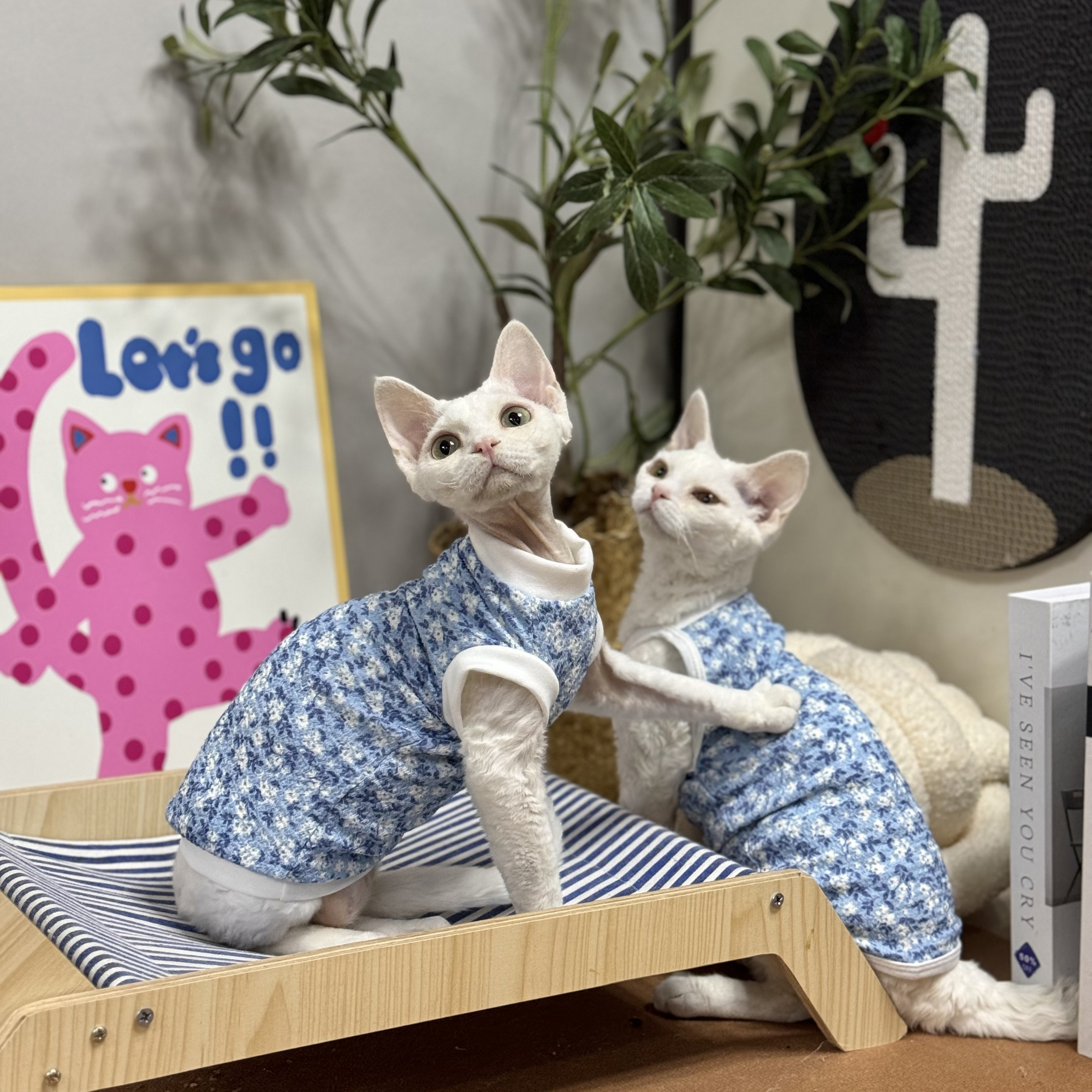 无毛猫衣服夏季薄款吊带背心图片