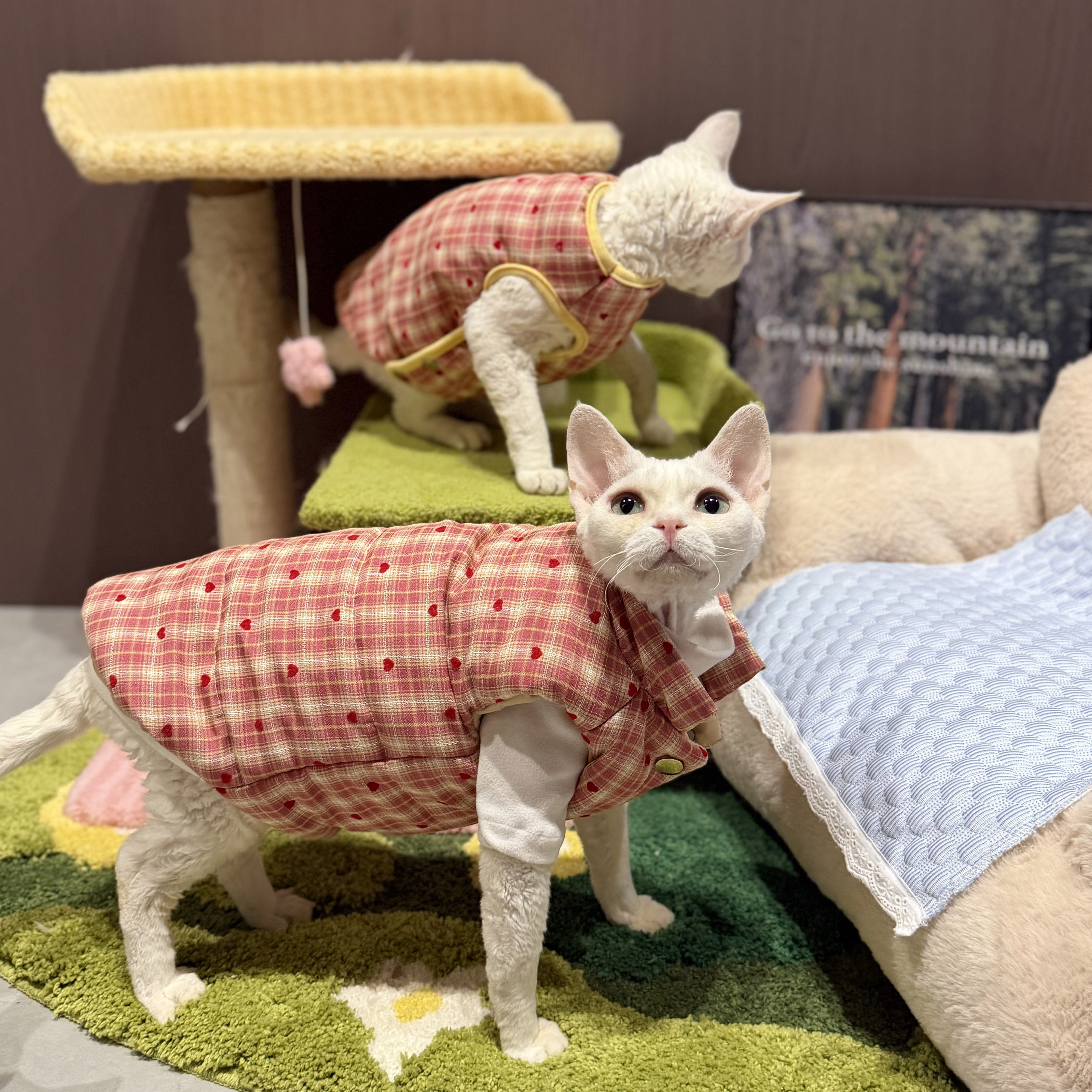 无毛猫衣服冬厚外套夹棉保暖按扣图片