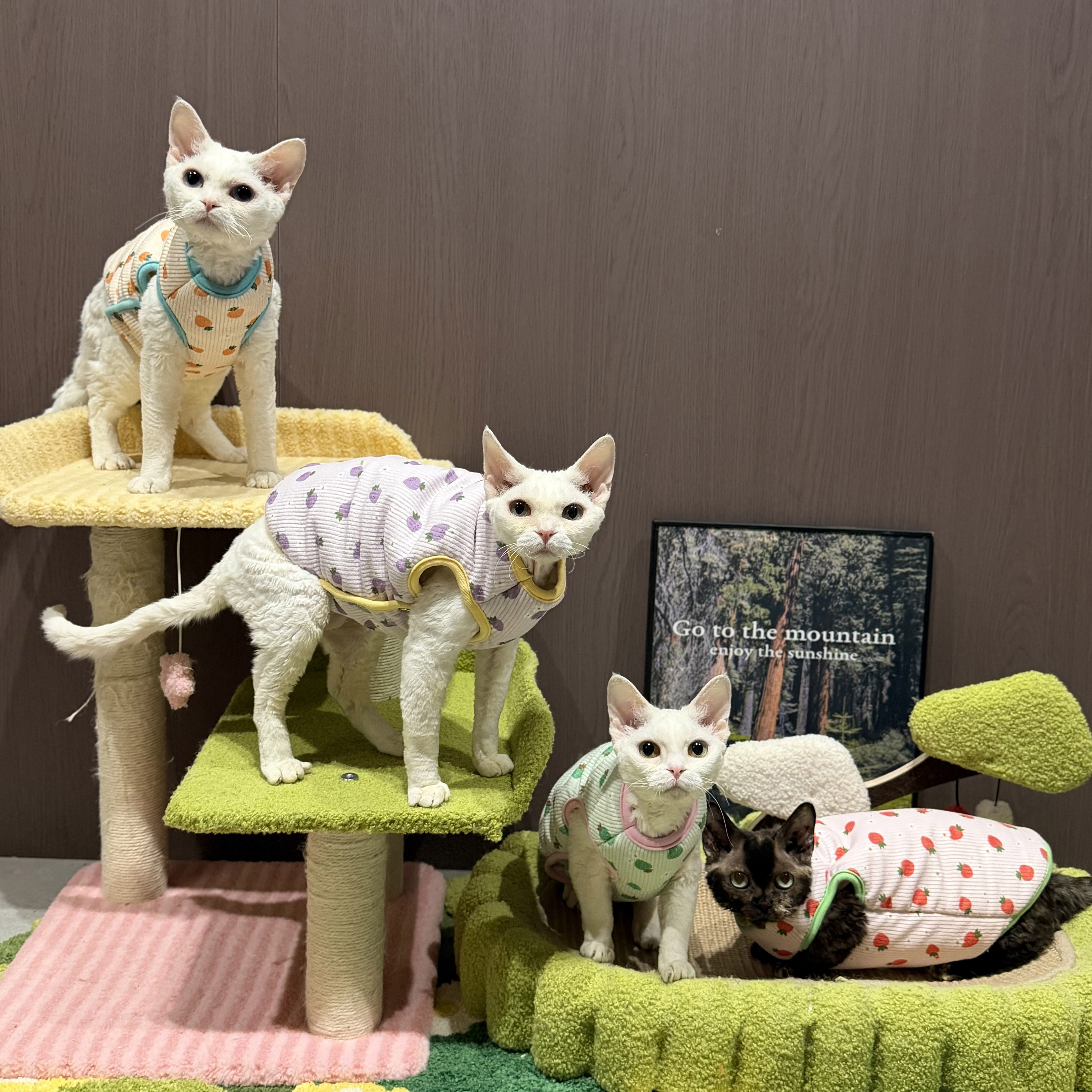 德文猫衣服冬季厚马甲按扣灯芯绒舒服可爱彩色夹棉加厚无毛猫衣服,宠物/宠物食品及用品,猫宠物服装/雨衣（新）,淘宝优惠券,粉丝福利购,淘宝优惠卷