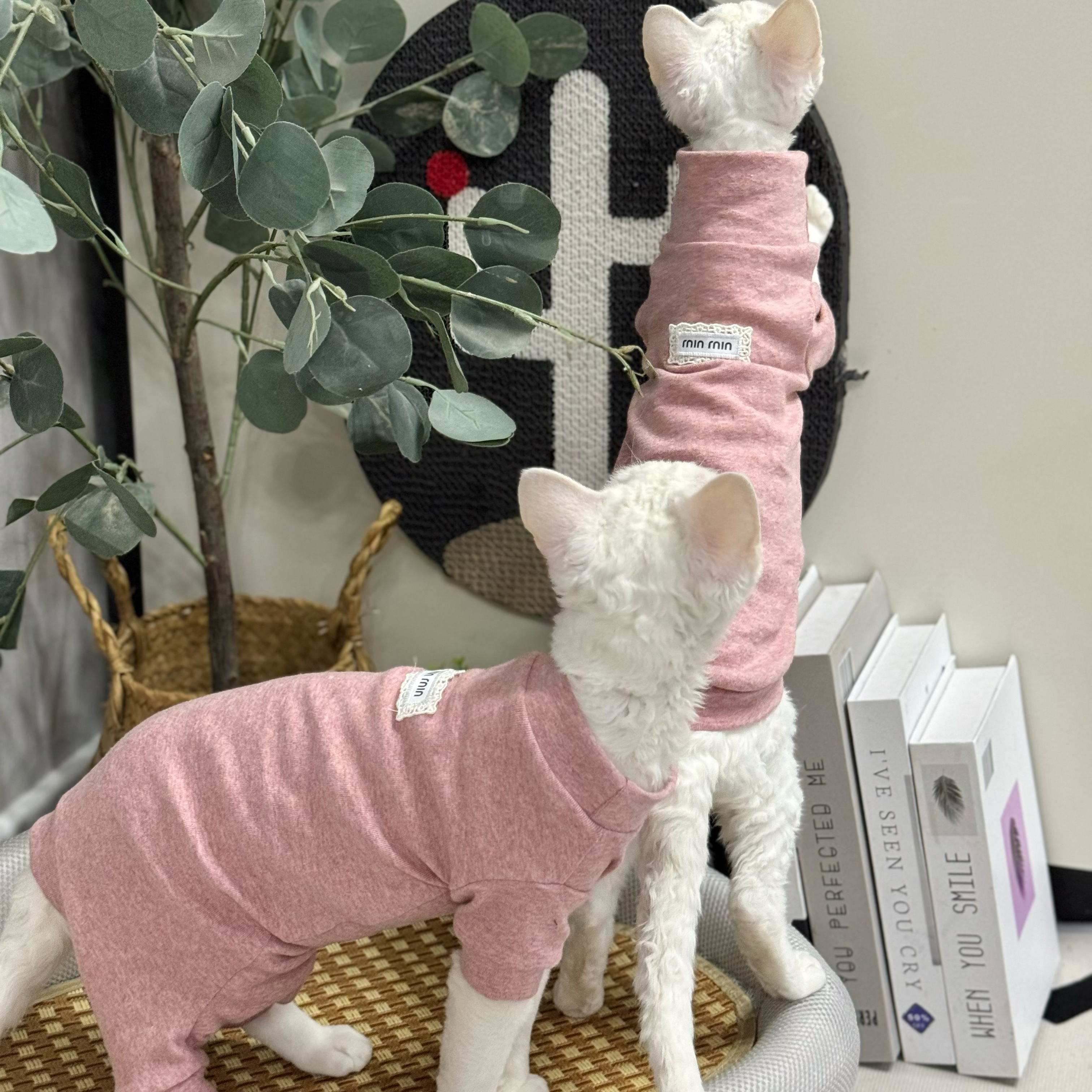 奶油是只无毛猫宠物秋季新款