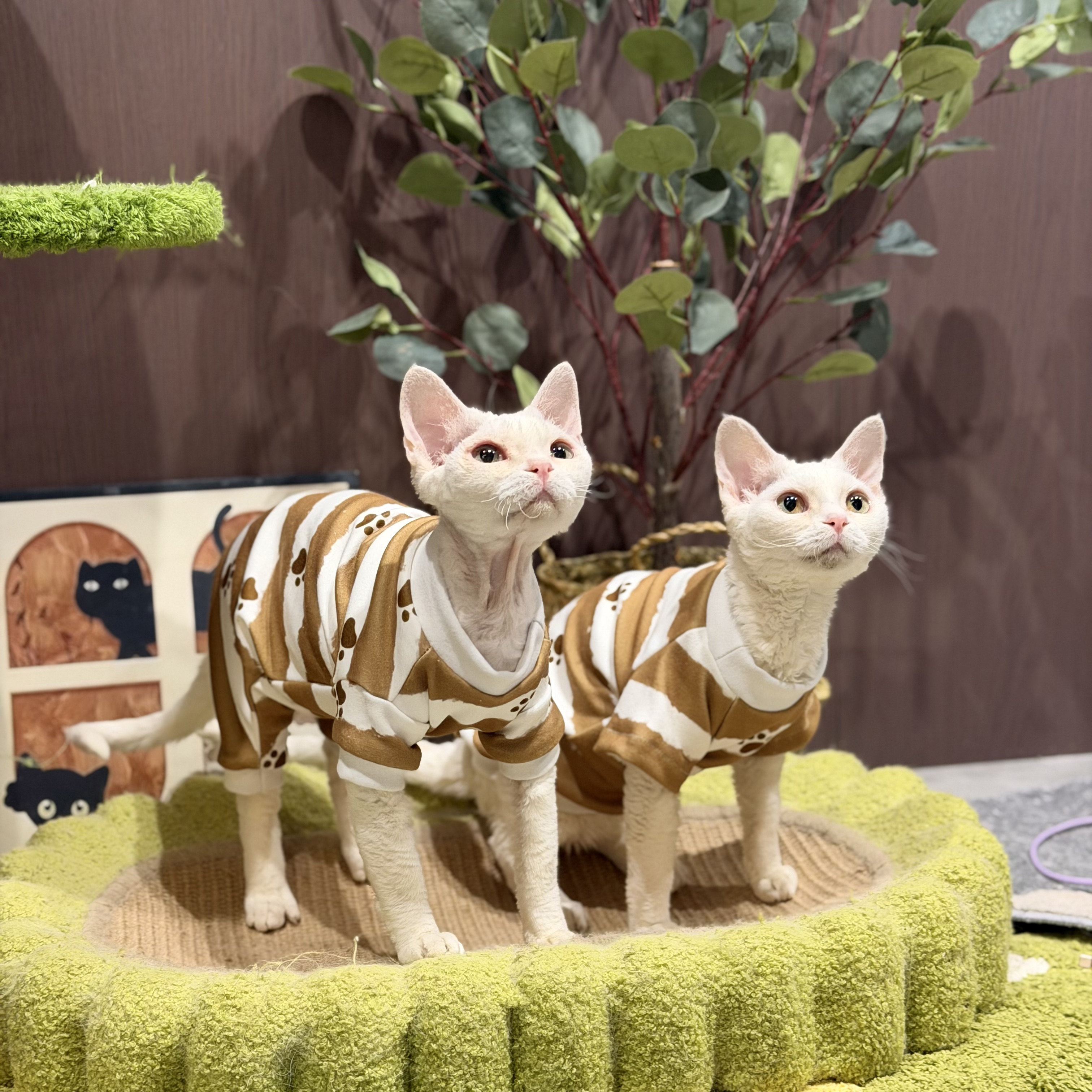 无毛猫秋冬德绒保暖护肚四脚衣图片
