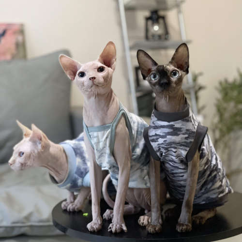 斯芬克斯衣橱衣服夏季薄款