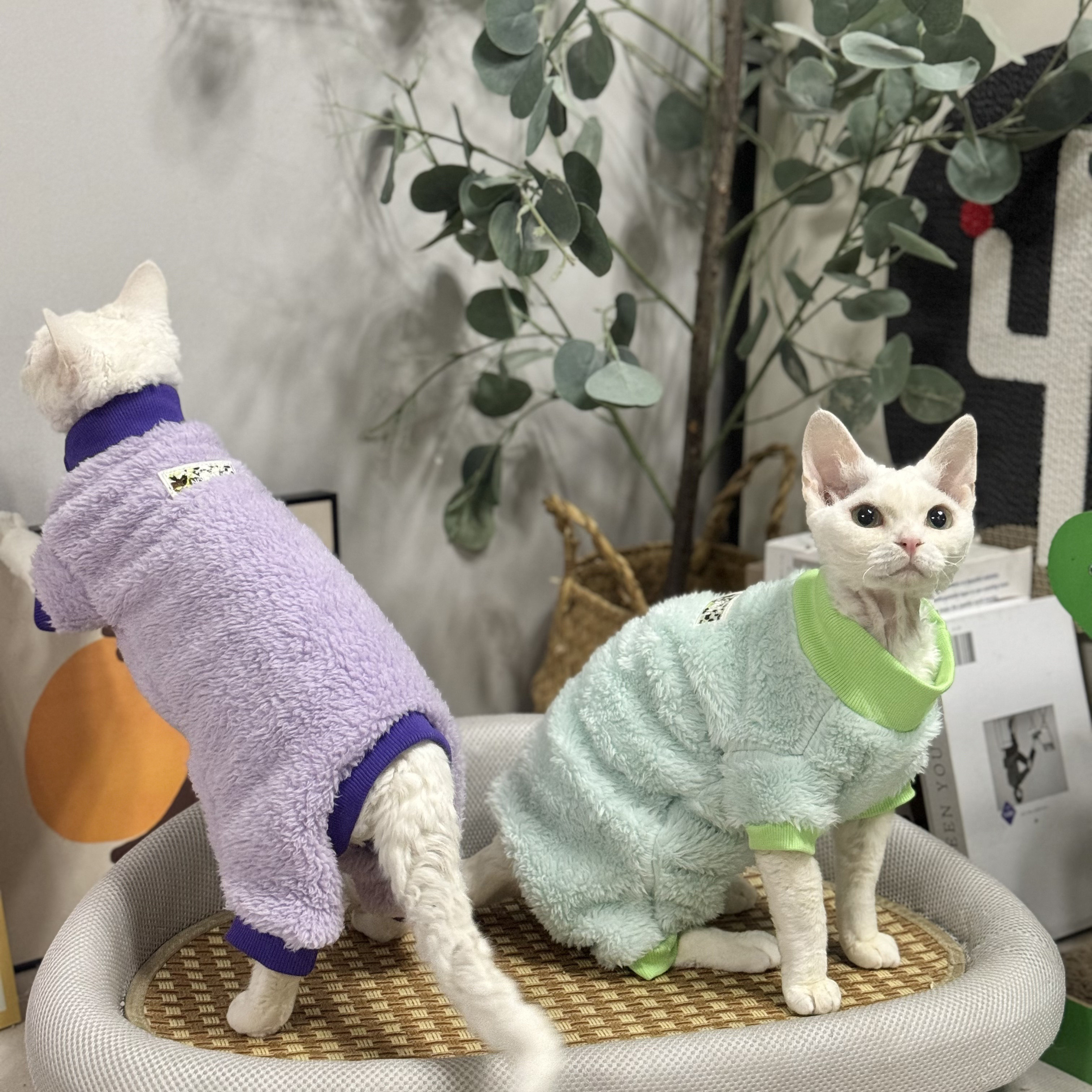 弹力保暖冬季四脚无毛猫衣服图片
