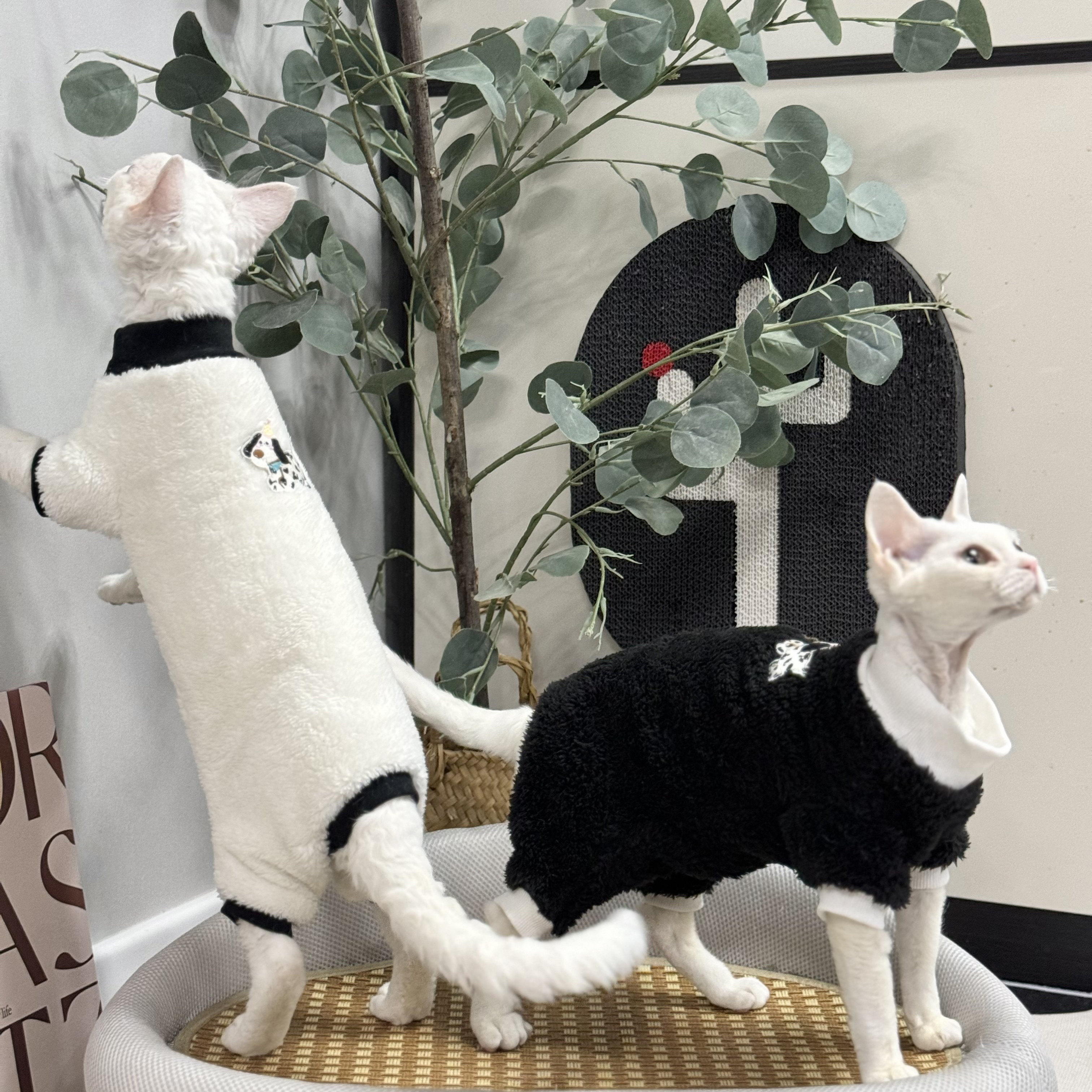 无毛猫衣服冬季厚款双面毛绒四脚图片