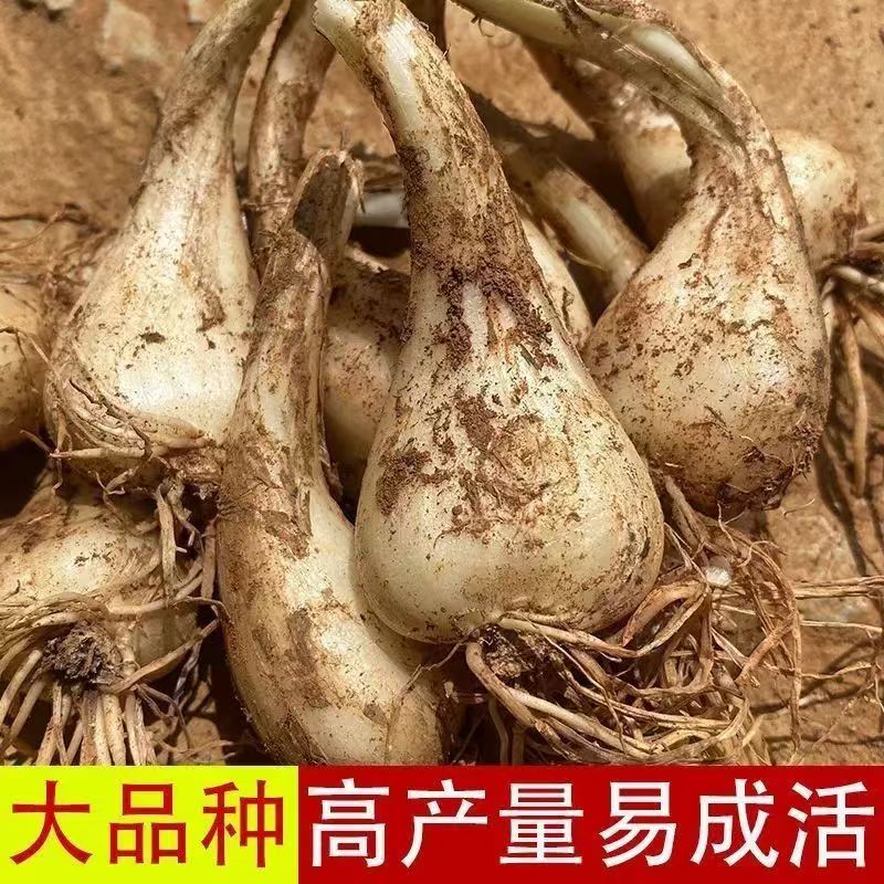 便宜实惠江西农家荞头种子带根带须可种新鲜现挖当季蔬菜种苗