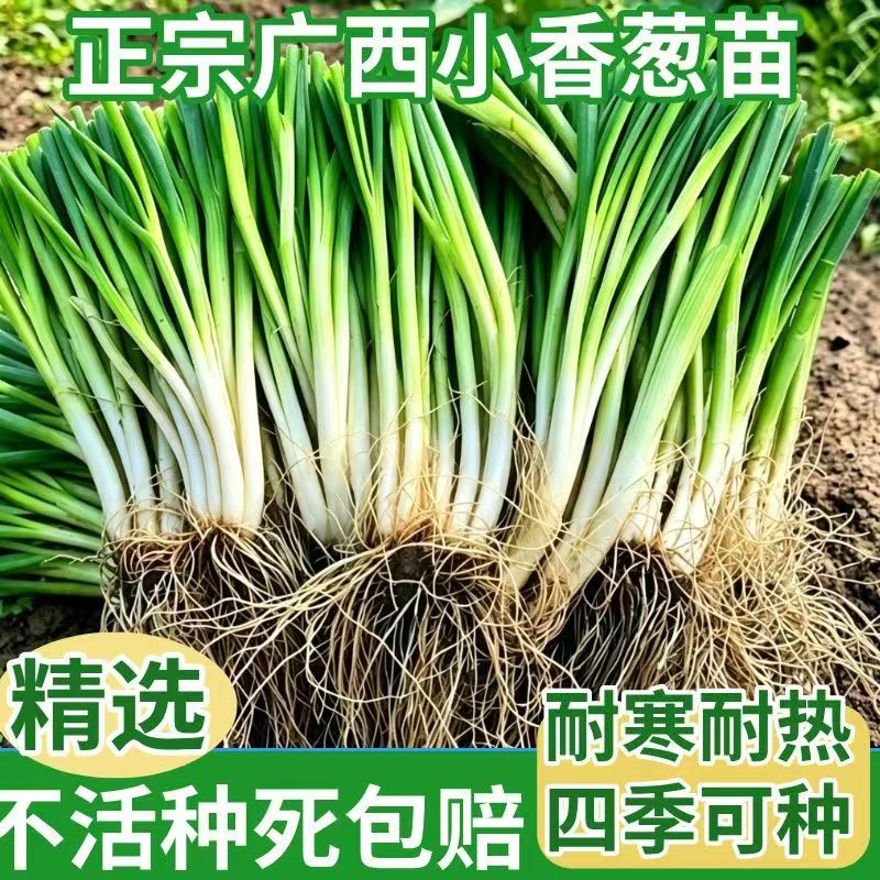 广西四季小香葱种苗南北可种