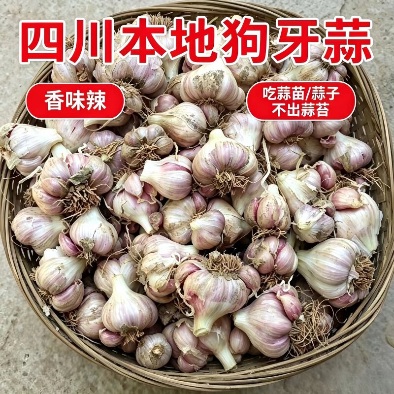 四川狗牙蒜种子香辣耐寒易种