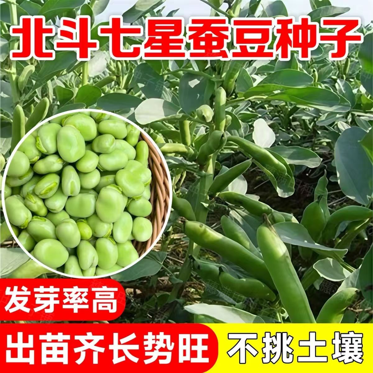 七星绿宝蚕豆种子大粒精选豌豆尖苗荷兰豆四季蔬菜籽种子秋冬种植