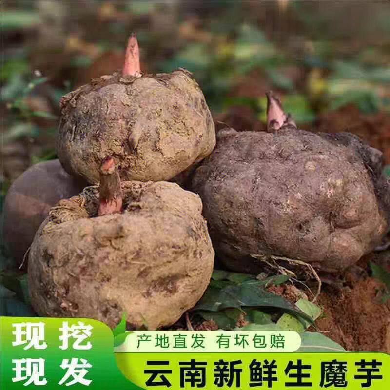 魔芋云南新鲜大魔芋头现挖现发生魔芋豆腐制作农家自种10斤批发价