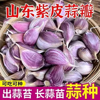 2026年山东紫皮红皮蒜瓣粒种子纯手工剥可吃可做种红硬叶蒜紫皮蒜