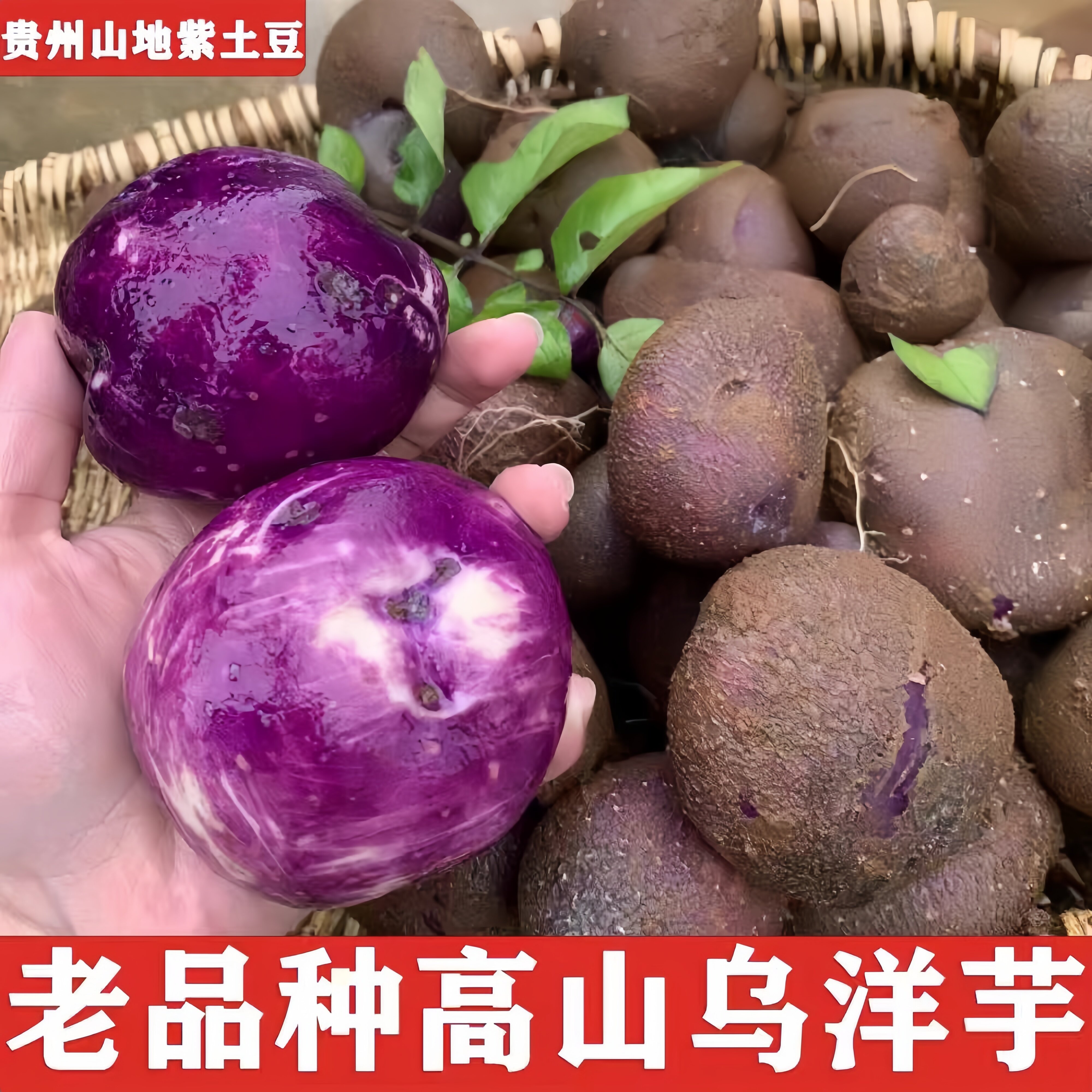 贵州六盘水高山农家自种现挖乌洋芋老品种紫心七彩土豆粉糯香包邮