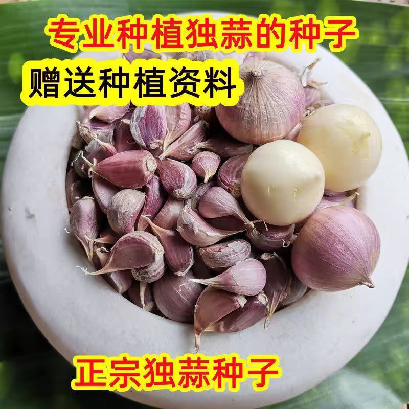 独蒜种籽云南紫皮独头蒜红皮三丫蒜小粒蒜正宗新蒜种可种可吃