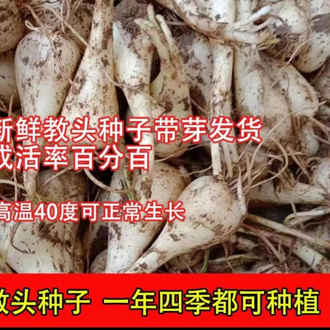 江西荞头现挖新鲜种植酸