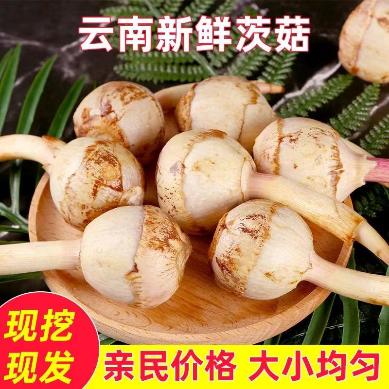 云南野地五斤大茨菇茨菰白马蹄芽菇现挖火锅生鲜农家自种直发包邮