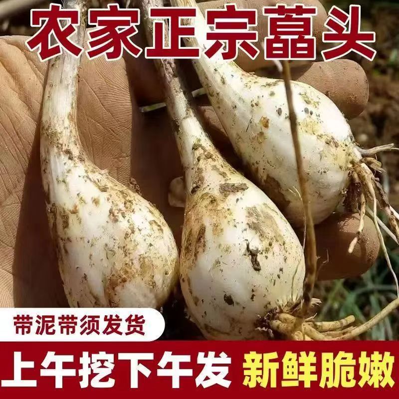 荞头种子可种便宜实惠江西农家带根带须新鲜现挖当季蔬菜种苗