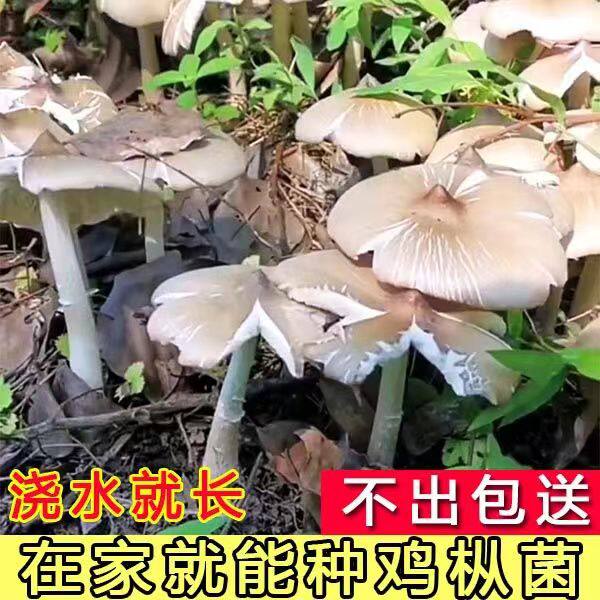 人工种植鸡枞菌种子伞把菇食用菌种包三八菇斗鸡公荔枝菌蘑菇菌包
