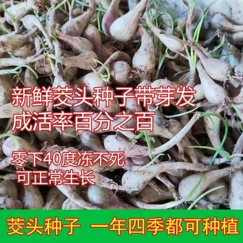 大个优质藠头种子带根须荞头种子荞头种子江西产地直销新鲜现挖