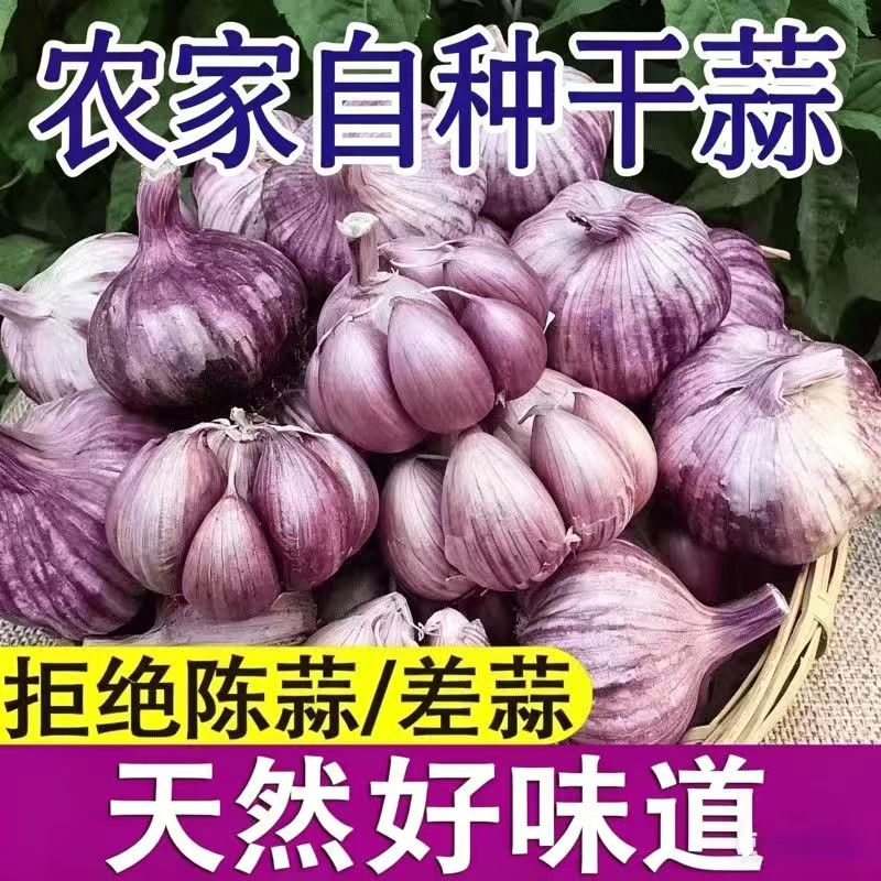 基地直发云南紫皮大蒜干蒜红皮蒜瓣香蒜土蒜大蒜头批发多瓣蒜头