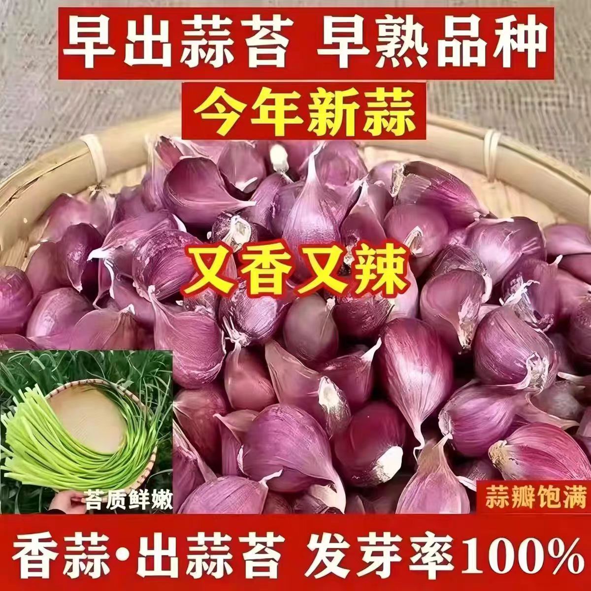 山东早熟紫皮大蒜新鲜上市正宗红皮香蒜瓣出蒜苔红根蒜苗农家自种
