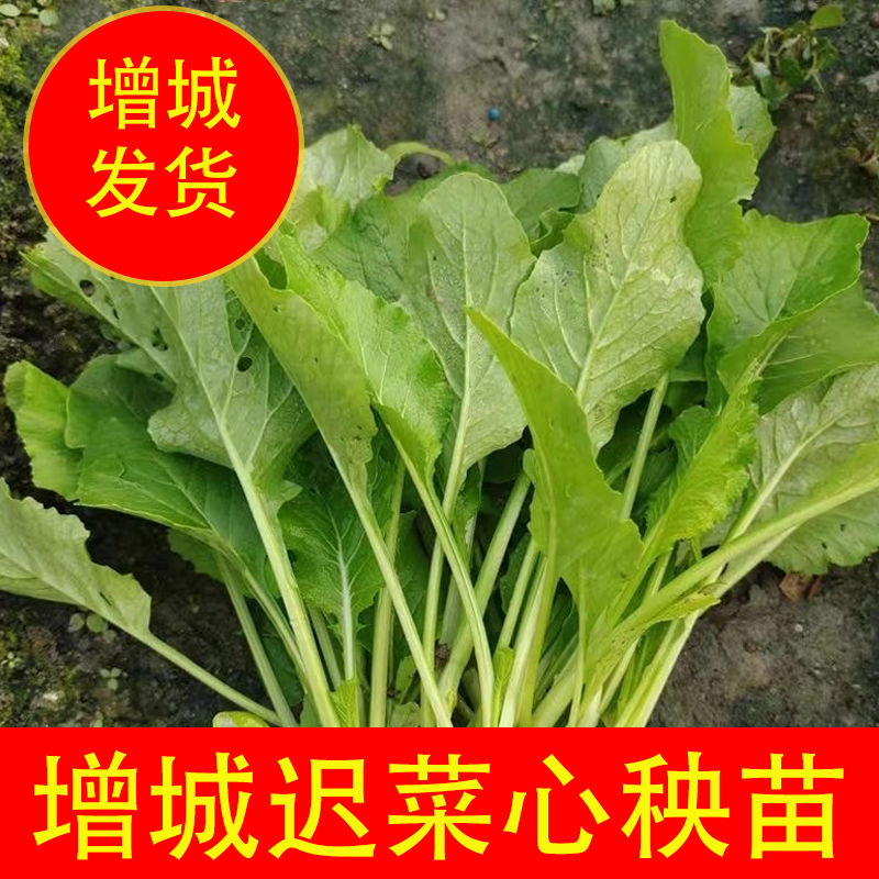广东甜菜心秧苗连州菜心苗增城迟菜心苗宁夏菜心苗当季阳台蔬菜苗