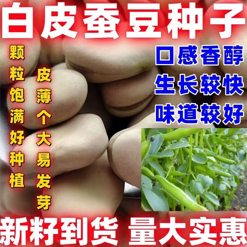 大粒高产蔬菜种籽白皮蚕豆种子春秋四季早熟耐寒罗汉豆胡豆种大全