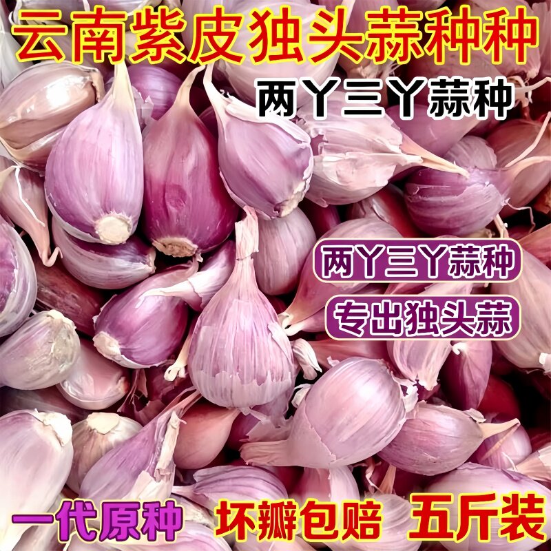 紫红皮大蒜种子云南紫皮独头蒜种籽三丫蒜独蒜种籽2026年新种