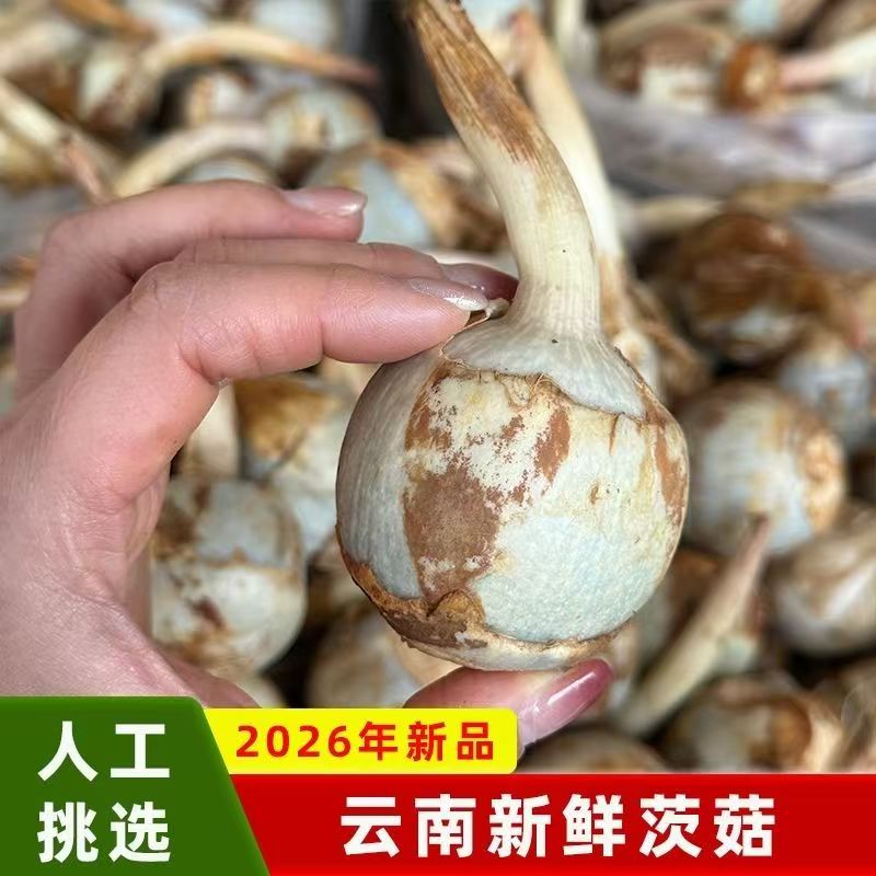 云南农家现挖大茨菇马蹄荸荠新鲜食整箱邮菜用农产品精选