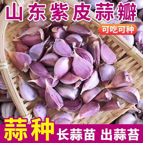 山东紫皮大蒜头蒜瓣种植新干蒜金乡新鲜干大蒜瓣高产白皮大蒜瓣