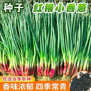 四季红根小香葱种子易发芽阳台盆栽小葱种苗春秋四季播种蔬菜种籽