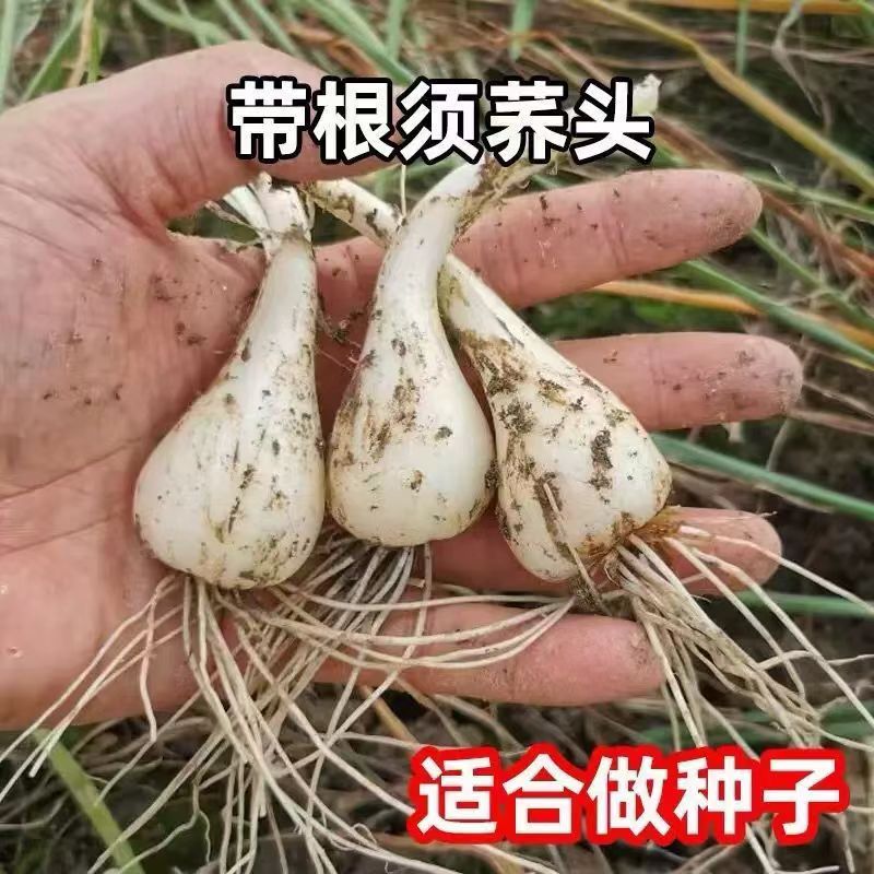 带根带须可种便宜实惠江西农家荞头种子新鲜现挖当季蔬菜种苗