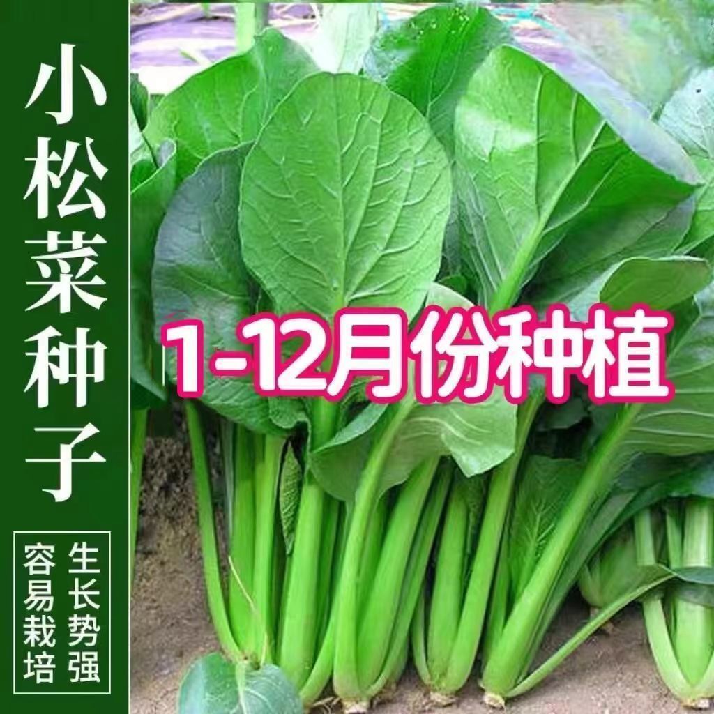 正宗小菘菜种子小松菜籽
