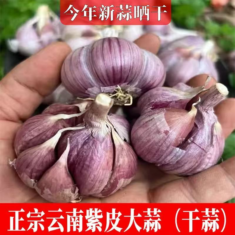 2026新紫皮干大蒜批发云南蒜头多瓣香蒜红皮香辣新大蒜种子蒜