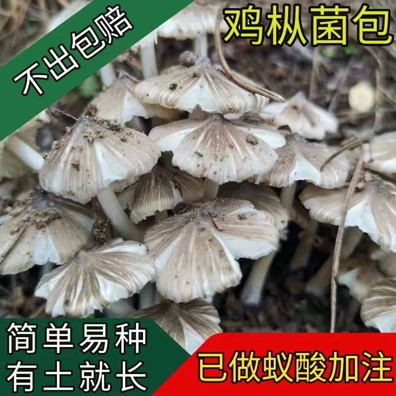 野生菌鸡枞菌菌种伞把菇鸡种三塔菌鸡菌种鸡枞菌包三八菇鸡枞种子