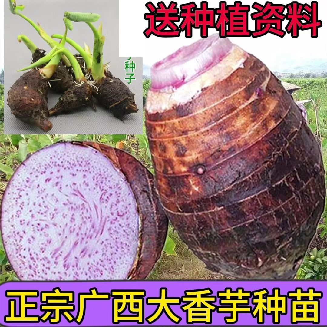 广西桂林正宗荔浦芋头种苗槟榔紫藤香新鲜苗蔬菜农家种子种植