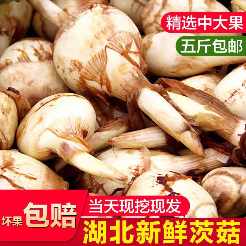湖北五斤白茨菇马蹄燕尾菇农家现挖粉糯慈姑应季生鲜产地整箱包邮