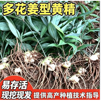 姜型多花不倒苗甜黄精老虎姜种苗红花滇黄精中药材种植地培育种苗