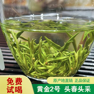 2025年保靖黄金茶新茶明前初展2号湖南湘西特级绿茶保靖特产